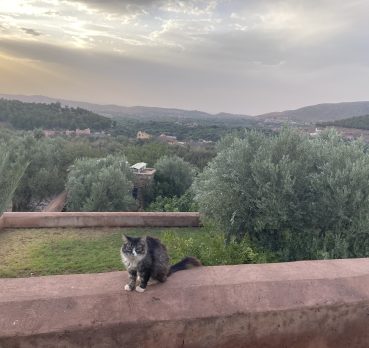 Kamal, 34 ans, Casablanca, Maroc